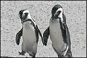 two penguins